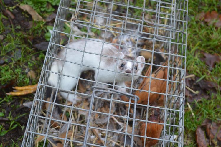 En hvid lækat med sort halespids, også kendt som hermelin, i fælden.  Foto: Søren Ryge Petersen