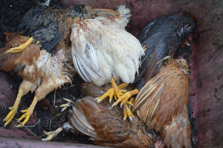 Så trist et syn, nu orker Søren Ryge ikke mere. Foto: Søren Ryge Petersen