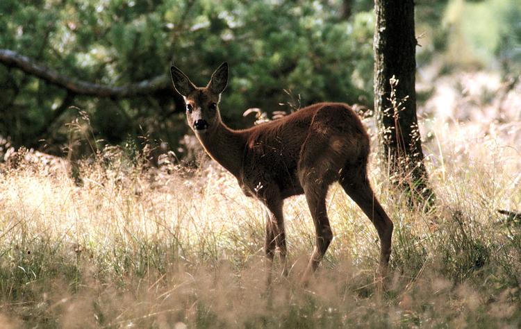 
  Dyrevildtet elsker at guffe haveplanter i sig, ikke mindst spirende forårsløg.  Arkivfoto: Carsten Ingemann
   Foto: Carsten Ingemann
