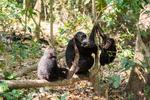 
En gruppe af vores slægtninge, chimpanser, spiser sammen i Gombe National Park i Tanzania.
   Arkivfoto: Janus Engel