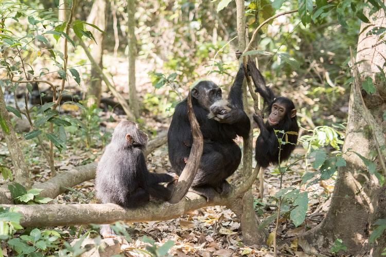 
En gruppe af vores slægtninge, chimpanser, spiser sammen i Gombe National Park i Tanzania.
   Arkivfoto: Janus Engel