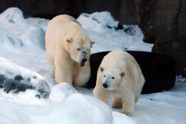 I Zoo er de to fyre fredelige at se på. Men ikke når de planter poterne på døren i den islandske ødemark.    Foto: Mick Anderson