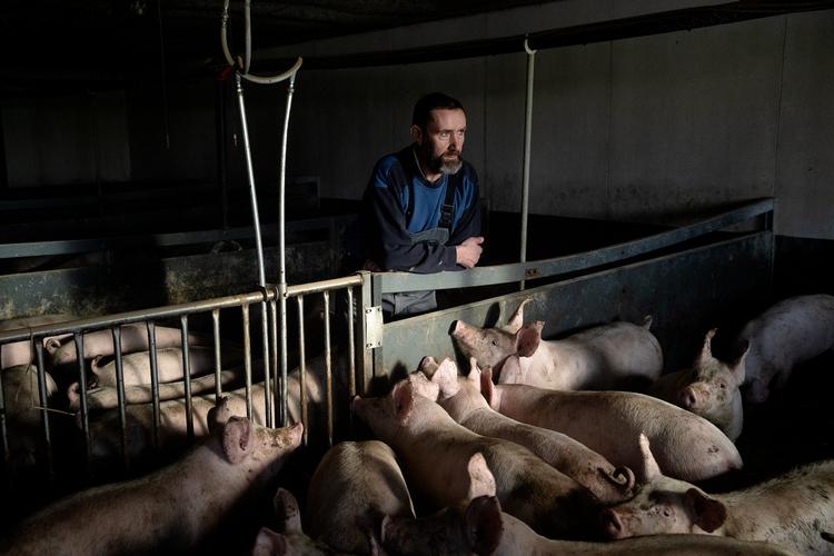 Hele Villads Sørensens svineproduktion eksporteres til Storbritannien som er særdeles glade for dansk svin. 11 procent af den danske svineeksport gik i 2017 til Storbritannien ifølge Landbrug &amp; Fødevarer. Foto: Peter Hove Olesen/POLFOTO