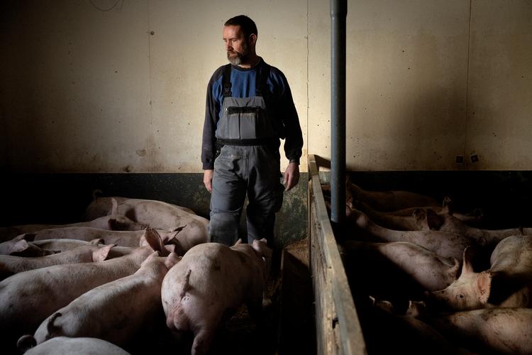 Landmanden Villads Sørensen ved stadig ikke, om briterne lægger ekstra told på hans svinekød. Foto: Peter Hove Olesen/POLFOTO