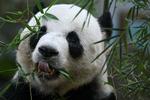 En kinesisk pandahan, der skulle have været til Danmark som en gestus fra det kinesiske styre, må blive hjemme.
Hannen har nemlig vist sig at have dårlige evner til at forplante sig. Pandaen på billedet er en han men der er ikke tale om den panda der nu bliver fravalgt. (arkiv) Foto: Mohd Rasfan/Ritzau Scanpix