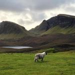 Får på vandring i det grønne ved Quiraing, Isle of Skye. Foto: @ferieferieferie