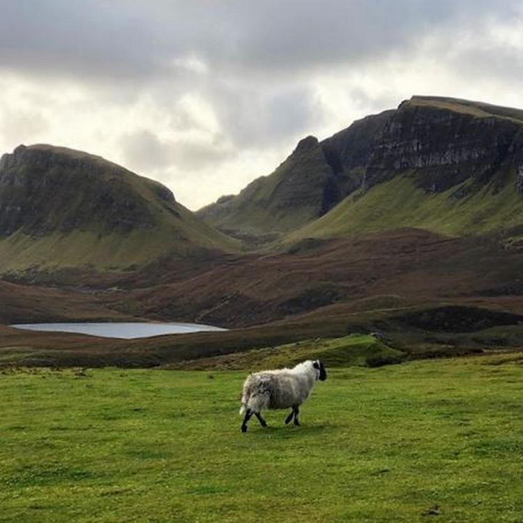 Får på vandring i det grønne ved Quiraing, Isle of Skye. Foto: @ferieferieferie