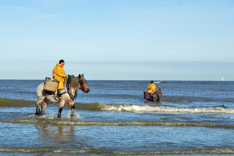 I de sidste 500 år har man fisket rejer fra hesteryg i Flandern. Fra stranden i den lille by Oostduinkerke kan man mellem j og september se fiskerne i aktion. Foto: Marie Lagoni