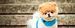 Verdens sødeste hund Boo er sovet stille ind af sorg. Foto: Flickr 