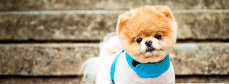 Verdens sødeste hund Boo er sovet stille ind af sorg. Foto: Flickr 