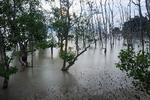 Et af de bedste steder at opleve mangrove er i Bako Nationalpark i den malaysiske del af Borneo. Foto: Peter Hauerbach