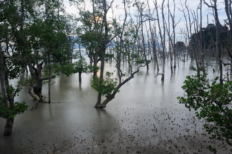 Et af de bedste steder at opleve mangrove er i Bako Nationalpark i den malaysiske del af Borneo. Foto: Peter Hauerbach