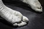'Artefact' er den noget distancerede titel på værket om er en drabeligt præcis afstøbning af et menneskes underben. Værket indgår i Michael Würtz Overbecks depressions-opus af en udstilling på Møstings Hus. Foto: Michael Wurtz Overbeck