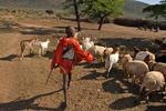 Masaierne i Kenya kæmper for at få tilstrækkeligt med vand til dem og deres kvæg. Turisternes brusebade har medvirket til problemerne.  Foto: Kike Calvo/AP