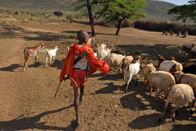 Masaierne i Kenya kæmper for at få tilstrækkeligt med vand til dem og deres kvæg. Turisternes brusebade har medvirket til problemerne.  Foto: Kike Calvo/AP