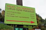 Tre plantager har slået sig sammen om Ciderruten', så turisterne i Ulvik kan spadsere rundt og opleve den populære ciderproduktion på tætteste hold.  Foto: Susser Feit