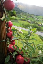 Frugtplantagerne er smukke i sensommerdragt, og romantiske om foråret, når alle bjergsiderne eksploderer i blomstrende hvidt og rosa. Foto: Susser Feit