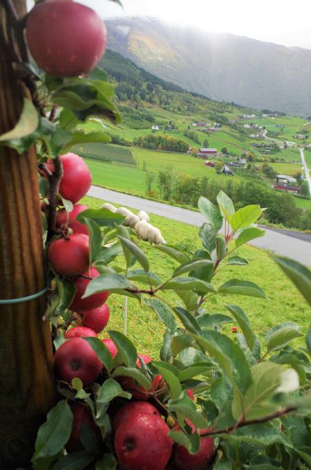 Frugtplantagerne er smukke i sensommerdragt, og romantiske om foråret, når alle bjergsiderne eksploderer i blomstrende hvidt og rosa. Foto: Susser Feit