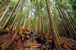 British Columbia i Canada betragtes som lidt af et paradis for mountainbikere. Både for øvede vovehalse (som billedet her fra Mount Seymour) såvel som folk, der bedst kan lide at have begge hjul på jorden. Foto: Andy_C/Flickr Creative Commons