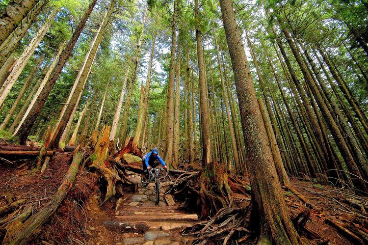British Columbia i Canada betragtes som lidt af et paradis for mountainbikere. Både for øvede vovehalse (som billedet her fra Mount Seymour) såvel som folk, der bedst kan lide at have begge hjul på jorden. Foto: Andy_C/Flickr Creative Commons