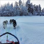Sneslædetur i Alta, Finnmarks største by Foto: @talesfromabroad