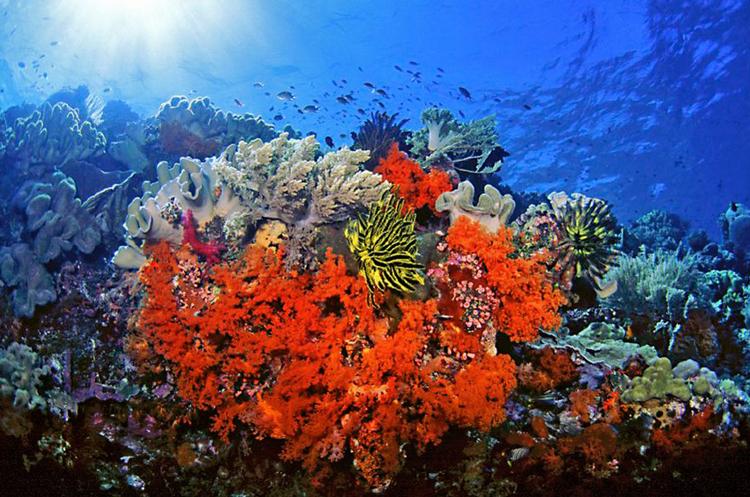 »Populært sagt kan man sige, at korallerne synes, at plastikken dufter bedre end deres almindelige føde«, siger Malene Møhl, marinbiolog og plastikekspert i WWF Verdensnaturfonden. Foto: Keoki Stender/Ritzau Scanpix