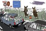 
Kritikere af vildsvinehegnet fastholder, at vildsvinene nok skal finde ud af at komme ind i Danmark alligevel.
   Tegning:  Mette Dreyer