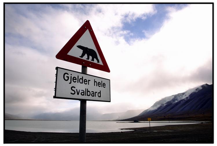 Svalbard er hjem for mange isbjørne, der kan se deres naturlige levesteder forsvinde Foto: Morten Langkilde/POLFOTO