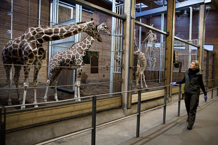 Girafferne - og de længe ventede pandaer - får selskab af nye restauranter i Zoo. 
   Foto: Martin Lehmann/POLFOTO