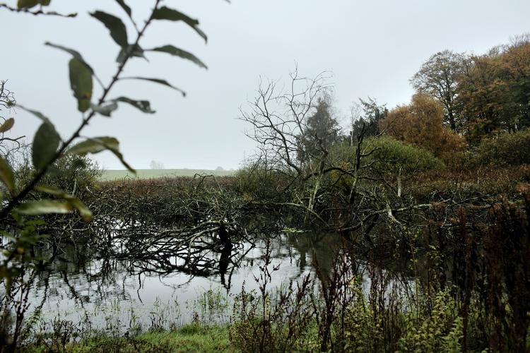 Landbrugspakken har fra starten været en katastrofe for miljøet, mener Danmarks Naturfredningsforening, efter det er kommet frem, at landbruget langtfra har mindsket sin udledning af kvælstof så meget, som det lovede, da landbrugspakken blev vedtaget i 2015. På billedet ses et område ved Alsønderup Enge i Nordsjælland. Foto: Miriam Dalsgaard/POLFOTO