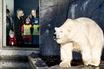 Tælleapparaterne i Københavns Zoo - og mange andre danske attraktioner - får nok travlt i denne uge 7, hvor de fleste danske skolebørn holder vinterferie.  Foto: Lars Krabbe/POLFOTO