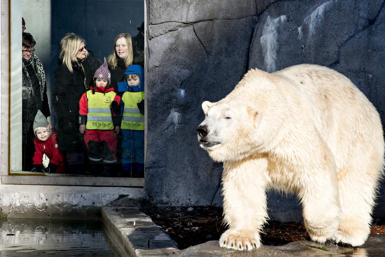 Tælleapparaterne i Københavns Zoo - og mange andre danske attraktioner - får nok travlt i denne uge 7, hvor de fleste danske skolebørn holder vinterferie.  Foto: Lars Krabbe/POLFOTO