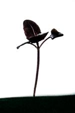 
Det er tid til at begynde at forspire.
   Foto: Rune Pedersen/POLFOTO