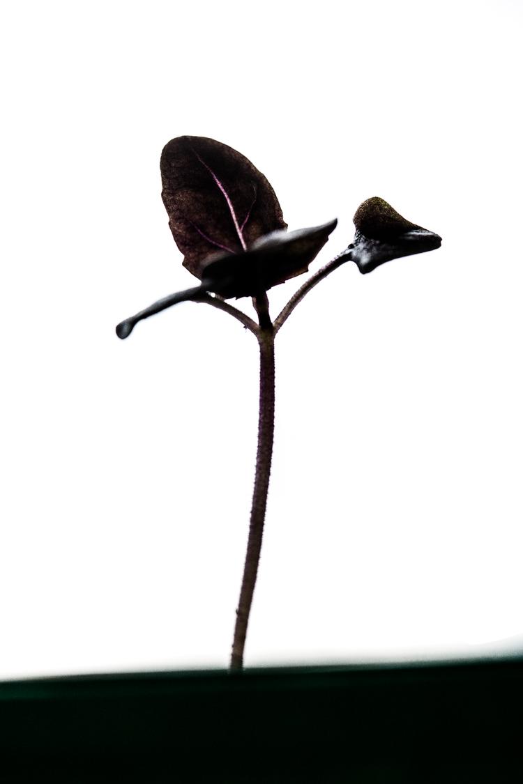 
Det er tid til at begynde at forspire.
   Foto: Rune Pedersen/POLFOTO