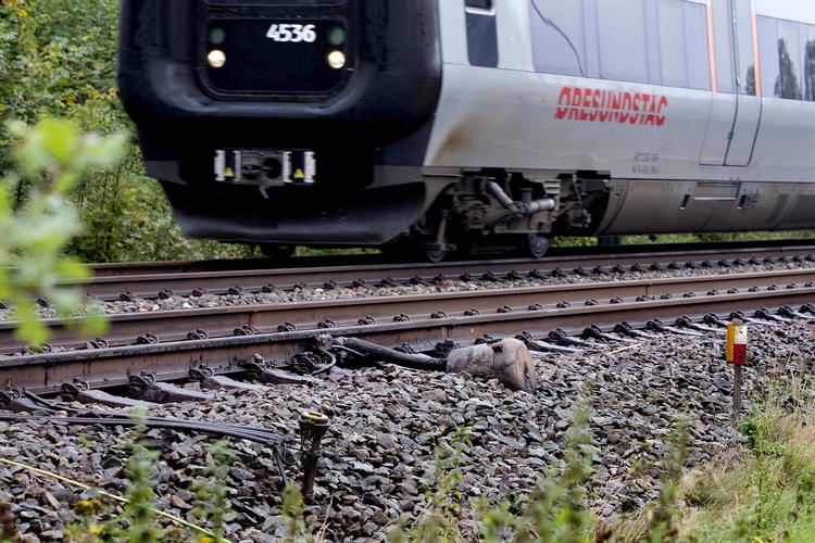 Det kan tage længere tid at komme på arbejde torsdag morgen og formiddag - Kystbanens klargøringspersonale har nedlagt arbejdet, og togene kører kun hvert 20. minut.  Foto: Finn Frandsen/POLFOTO