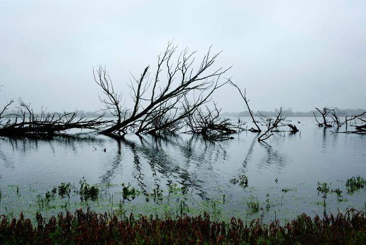 Vådområderne fjerner kvælstoffet ved at fastholde vandet fra markerne. Når det ligger stille, frigiver vandet helt af sig selv kvælstoffet til atmosfæren, før det flyder videre ud i fjorde eller hav.
   Foto: Miriam Dalsgaard/POLFOTO