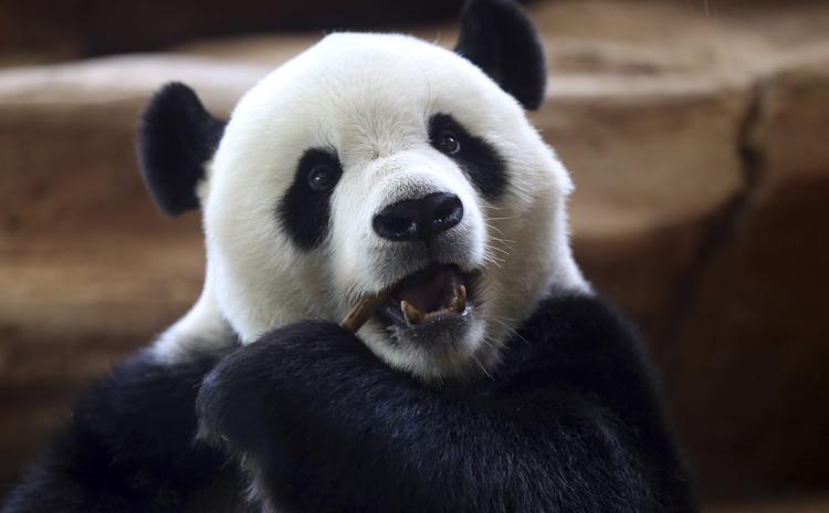 Foto: Achmad Ibrahim/Ritzau Scanpix