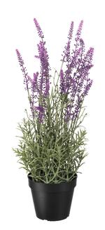 'Fejka' kalder Ikea deres kollektion af kunstige planter, hvor man kan finde denne lavendel der aldrig har set et stykke natur. Foto: Pr-foto