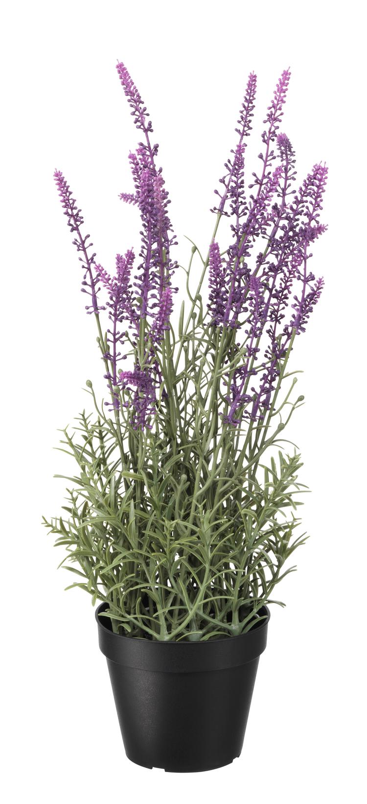 'Fejka' kalder Ikea deres kollektion af kunstige planter, hvor man kan finde denne lavendel der aldrig har set et stykke natur. Foto: Pr-foto
