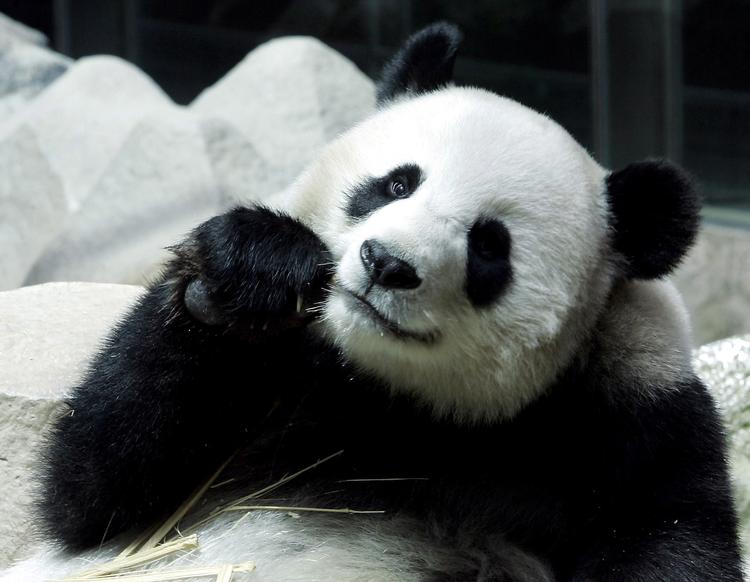 Foto: Apichart Weerawong/AP