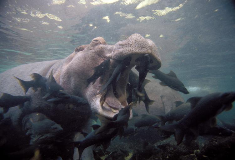 Livet i naturens verden, som BBC formår at formidle det, er både fascinerende og interessant. Det samme kan mildest talt ikke siges om det korte program, som DR sendte før 'Naturens perfekte partnere'.  Foto: BBC