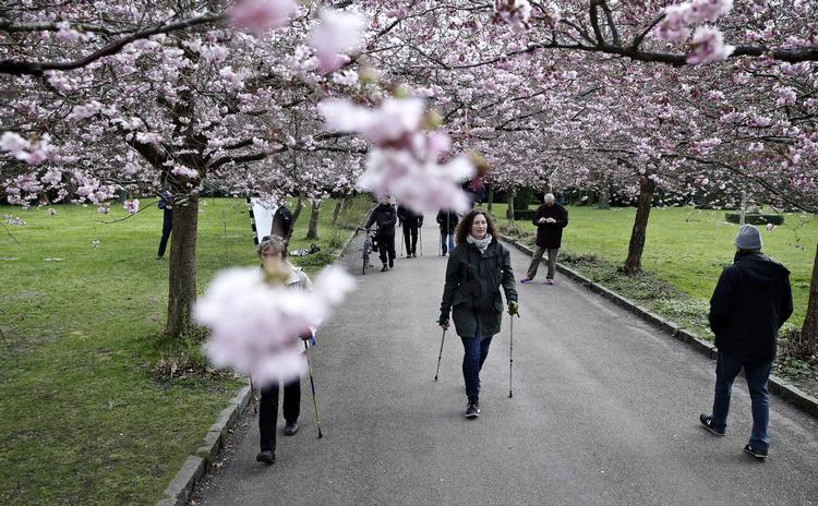 Københavns Kommunes flyrejser giver CO2-forurening. Det kan udlignes ved at plante flere træer i byen, mener et enigt økonomiudvalg, der vil se, om den løsning kan bruges i klimakampen. Foto: Jens Dresling/POLFOTO