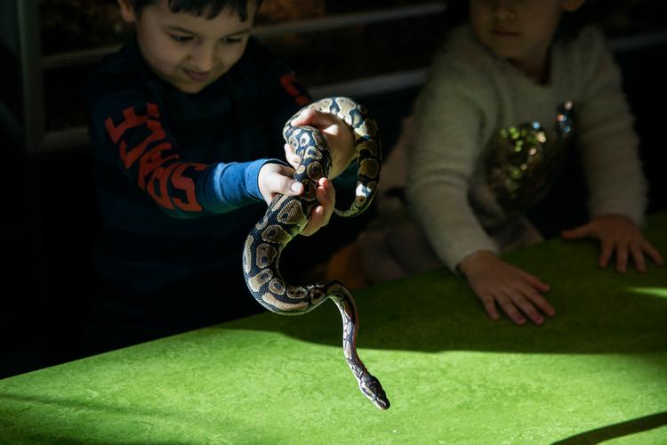 To af børnene i børnehuset Ørnen har fået lov til at holde slangen Sultan før frokosten: en død mus Foto: Jens Hartmann Schmidt/POLFOTO