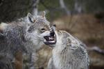 Også i Norge skaber ulvene debat - specielt diskussionen om, hvor mange ulve der må skydes hvert år.
  Foto: /Taral Jansen