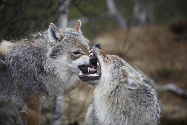 Også i Norge skaber ulvene debat - specielt diskussionen om, hvor mange ulve der må skydes hvert år.
  Foto: /Taral Jansen