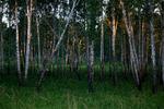 Bogen 'Den sidste vostjak' indledes i Sibiriens mørke skove og dernæst Finlands hovedstad, Helsinki.
   Foto: Finn Frandsen/POLFOTO