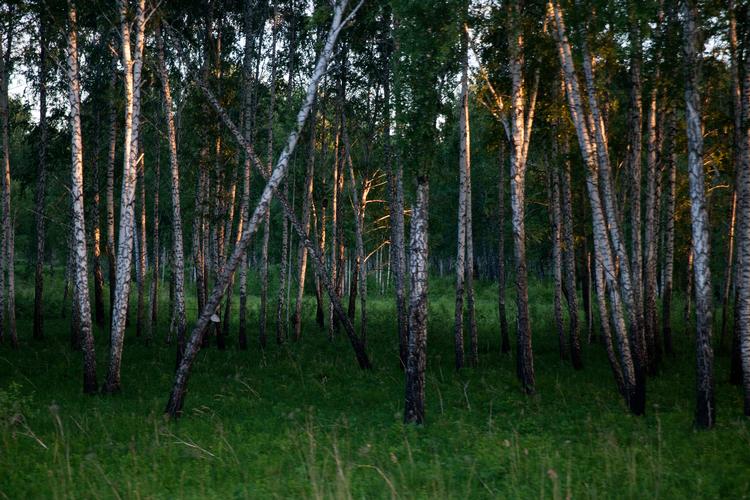 Bogen 'Den sidste vostjak' indledes i Sibiriens mørke skove og dernæst Finlands hovedstad, Helsinki.
   Foto: Finn Frandsen/POLFOTO
