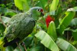Der findes mere end 800 forskellige fuglearter i Costa Rica, her ses en red amazon parrot, som er nem at spotte i junglen.  Foto: Maria Skjødt
