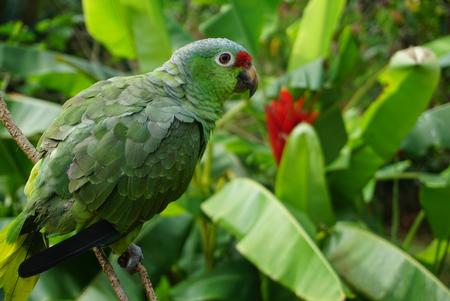 Der findes mere end 800 forskellige fuglearter i Costa Rica, her ses en red amazon parrot, som er nem at spotte i junglen.  Foto: Maria Skjødt