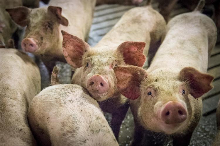 Mange svin bærer rundt på multiresistente bakterier. Foto: Sebastian Buur Gunvald/POLFOTO